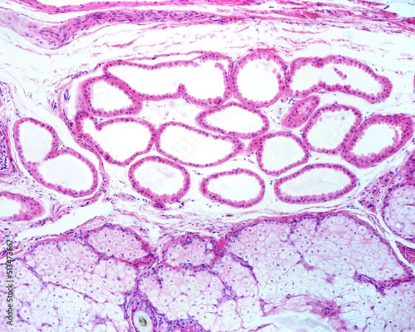 Fototapeta Apocrine sweat and sebaceous glands