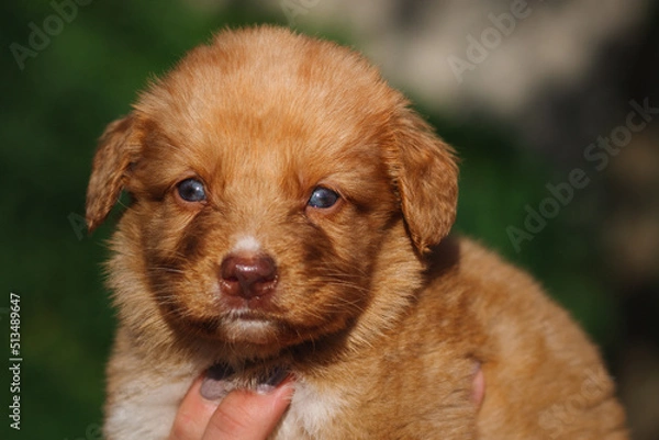 Fototapeta cute Nova Scotia duck tolling retriever toller puppy