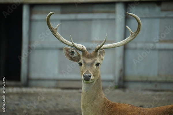 Fototapeta Eld's deer