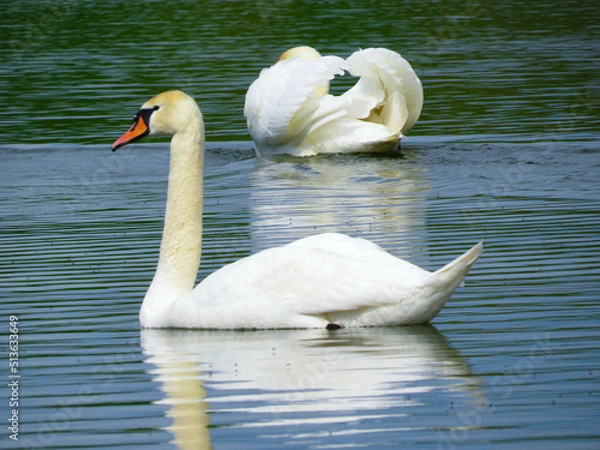 Fototapeta Graceful white Swan swimming in the lake, swans in the wild. Portrait of a white swan swimming on a lake.