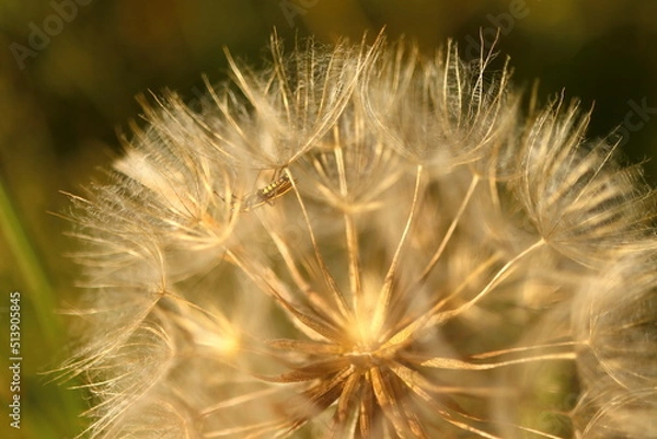 Fototapeta Tragopogon pratensis, a biennial yellow meadow herb with a blooming flower