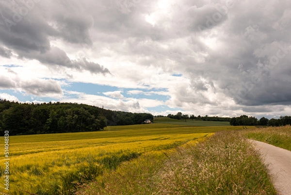 Fototapeta Beautiful summer landscape of Ruhr area in Germany. Small house against the backdrop of a wheat field and forest in front of the hill