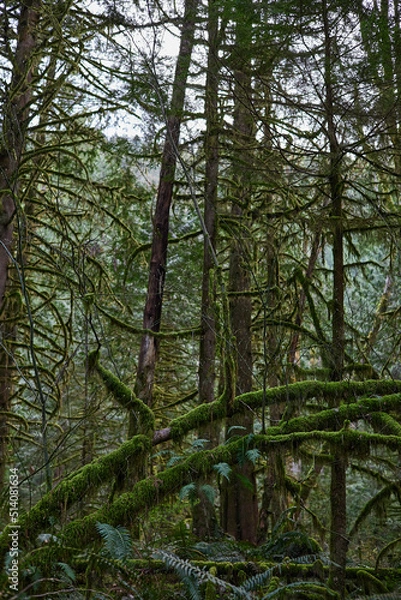 Fototapeta Golden Ears Provincial Park