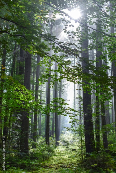 Obraz Trunks of tall trees in a beech forest on a summer morning