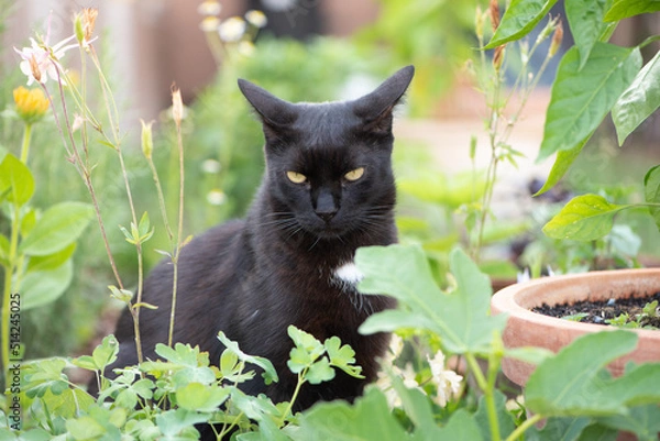 Fototapeta Black cat in the garden.