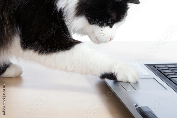 Fototapeta Cat uses a laptop