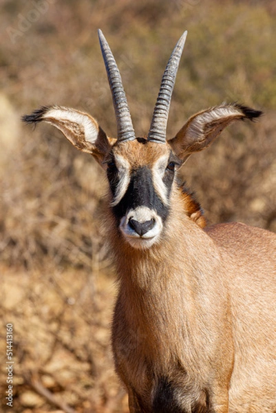 Fototapeta Roan Antelope bull, Game farm, South Africa