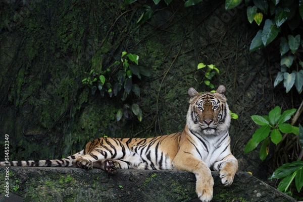 Obraz Close up Indochinese tiger is beautiful animal and dangerous in forest