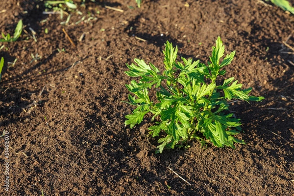 Fototapeta Artemisia vulgaris, mugwort, common wormwood. Young green bush of wormwood grows on the soil.