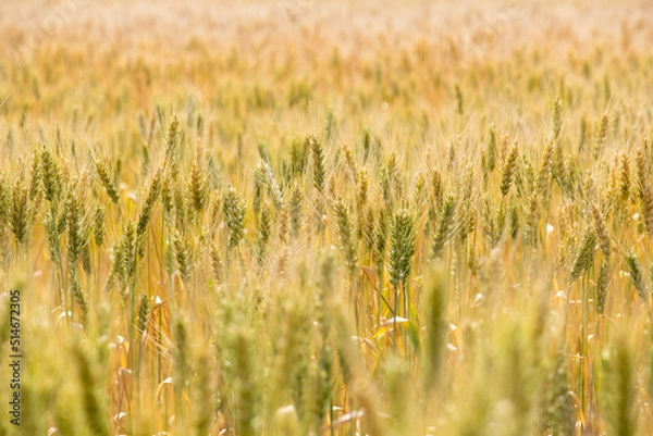 Fototapeta Ears of unripe wheat growing in a wheat field