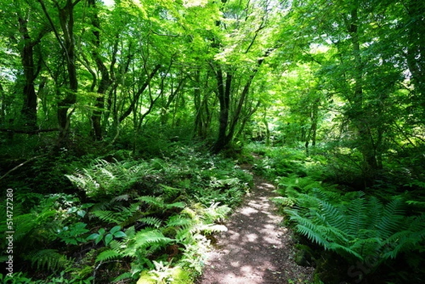 Fototapeta fascinating forest path in the gleaming sunlight