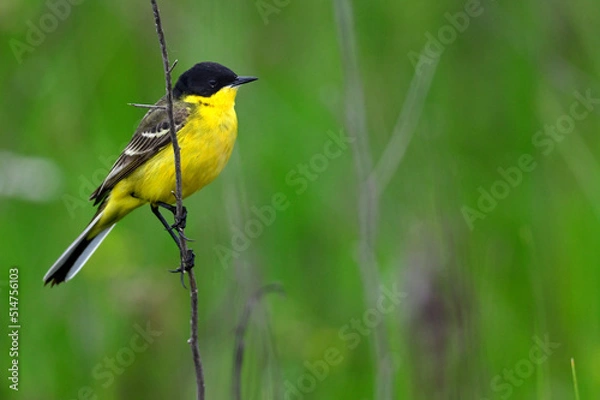 Fototapeta Schafstelze, Maskenschafstelze // Black-headed wagtail (Motacilla flava feldegg) - Region Mazedonien , Griechenland