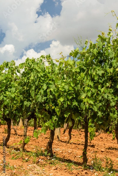 Obraz Weinberg in der Toskana im Sommer bei Wolken und blauem Himmel und roter Erde