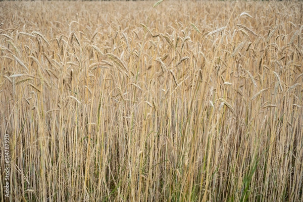 Fototapeta golden wheat field