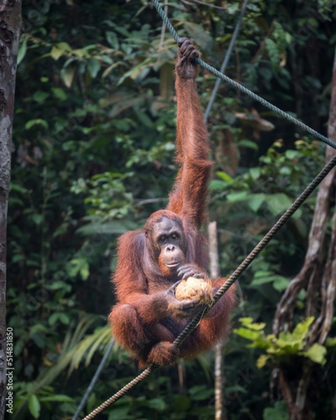 Fototapeta Orang Utan