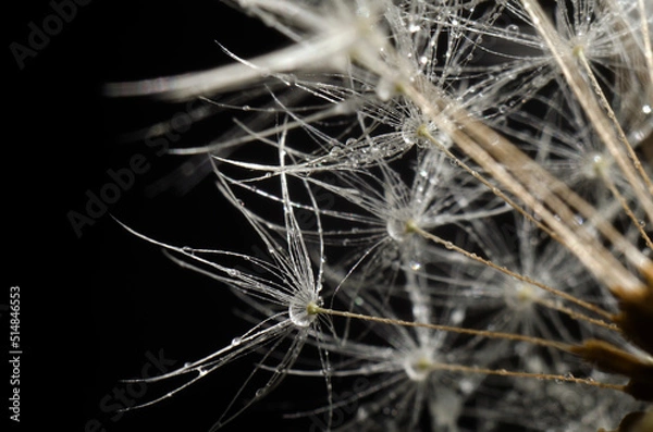 Fototapeta Dandelion seeds on a black background. Close-up. Soft focus