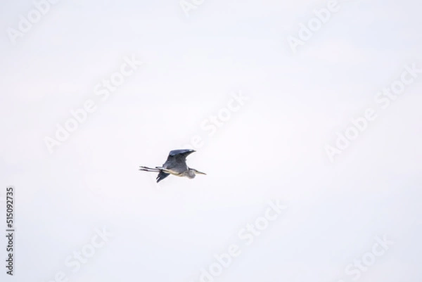 Fototapeta The flight of the grey heron, latin name Ardea cinerea