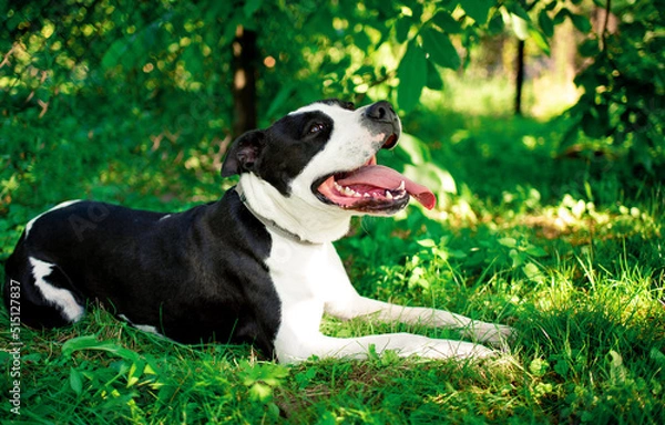 Fototapeta A dog of the American Staffordshire terrier breed. A joyful dog lies on a background of blurred green grass and trees. The summer photo was taken outside the city