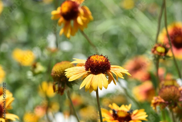 Fototapeta Gallardia Flowers in a Lush Vibrant Garden