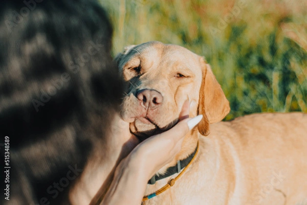 Fototapeta Portrait of pet dog labrador, with which his master girl plays in garden. Hands with manicure