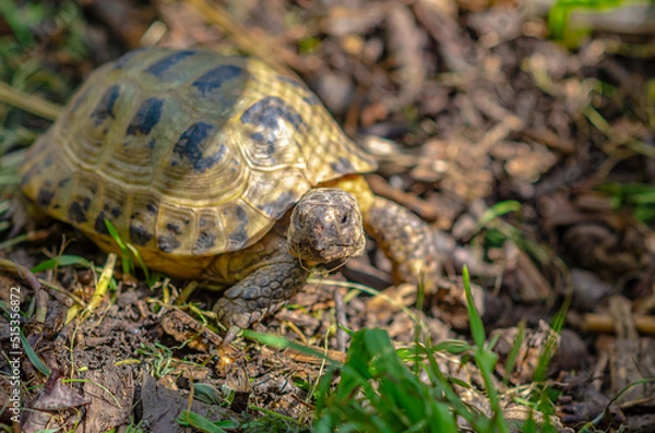 Fototapeta Greek turtles in an aviary. Enclosed natural environment for domestic turtles. Breeding turtles.