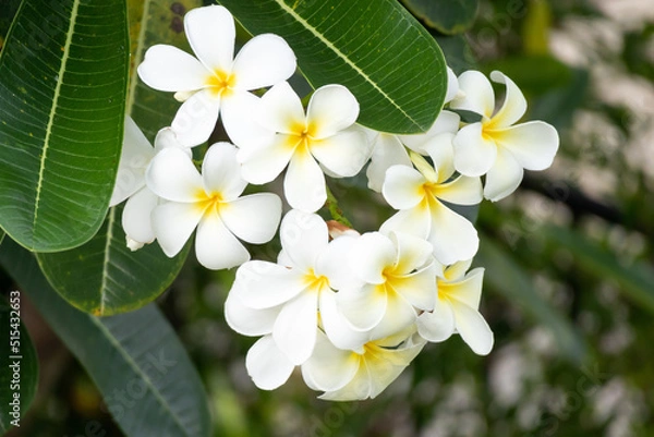 Fototapeta White Frangipani flower Plumeria alba with green leaves