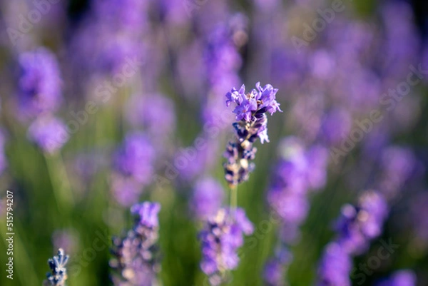 Fototapeta beautiful lavender flowers in the garden, close up shot, lavender spikelet