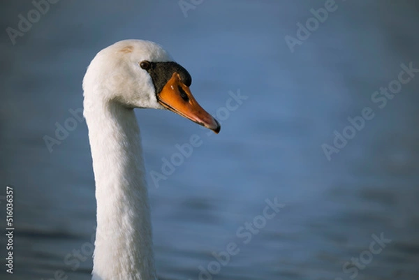 Fototapeta Portrait de cygne