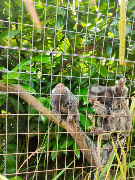 Fototapeta squirrel in cage