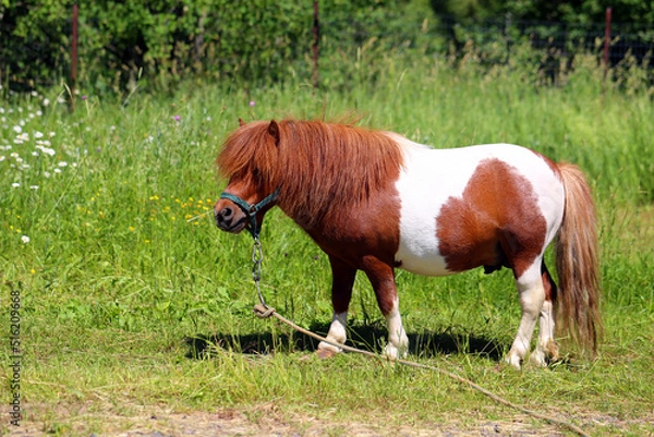 Fototapeta Photo of a little red pony in the park