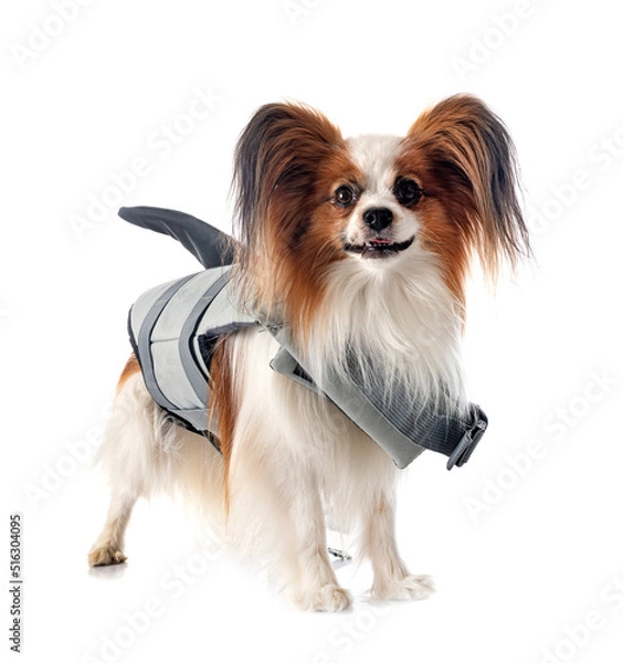 Fototapeta papillon dog and life jacket