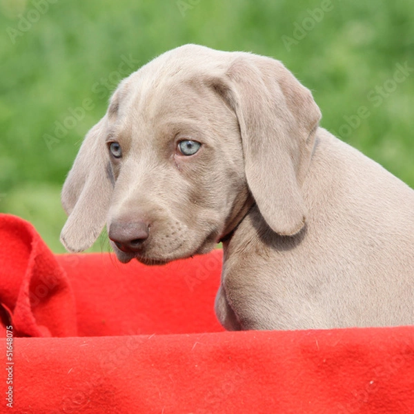 Fototapeta Weimaraner Vorsterhund puppy in red box