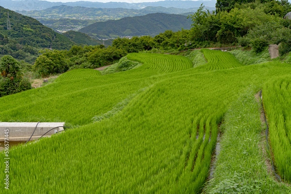 Fototapeta 緑に染まる棚田の風景