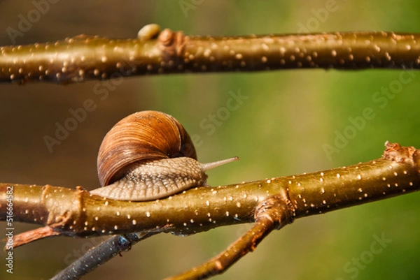 Fototapeta Edible snail, Burgundy snail, Helix pomatia in its natural habitat_6