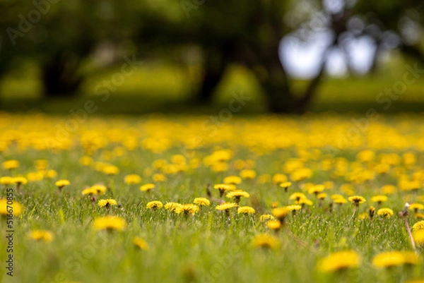 Fototapeta Dandelions and tree