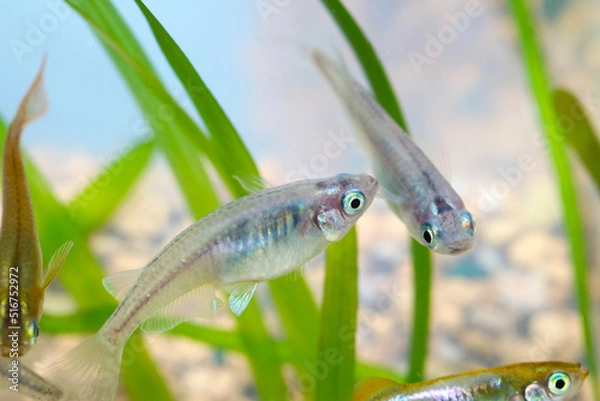 Fototapeta Glacier blue Japanese aquarium Rice fish "Miyuki Medaka", close up macro photography.