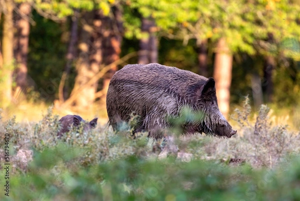 Fototapeta wild boar in the forest