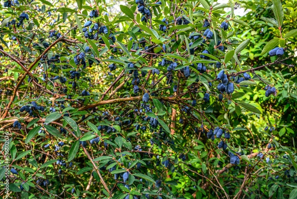 Fototapeta early blue honeysuckle berries on the Bush