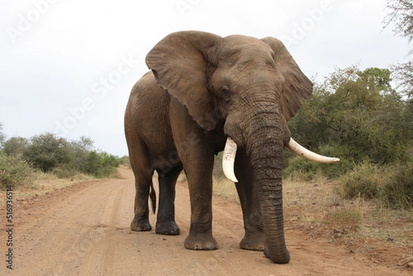 Fototapeta Afrikanischer Elefant / African elephant / Loxodonta africana