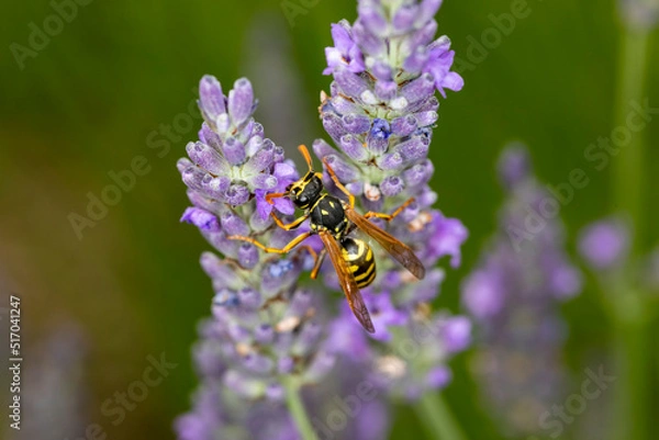 Fototapeta Feldwespe an Lavendel makro