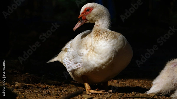 Fototapeta White Muscovy duck in the morning sun. Black background. Focus selected