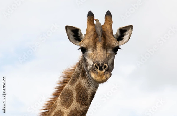 Fototapeta portrait of a giraffe