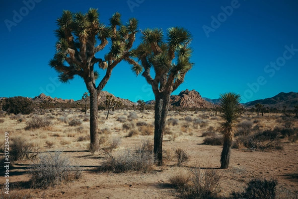 Fototapeta Joshua tree nature and landscape