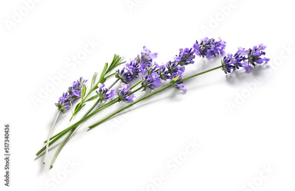 Fototapeta Fresh Lavender flowers bundle on a white