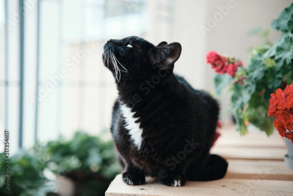 Fototapeta Enjoyed domestic black cat on the balcony with flower pots