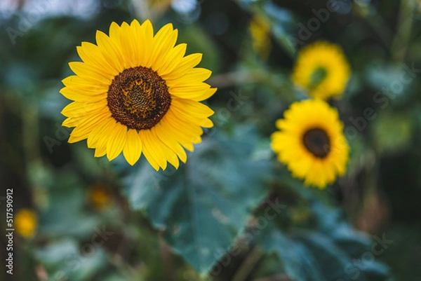 Fototapeta Beautiful sunflower on a sunny day with a natural background. Selective focus. High-quality photo