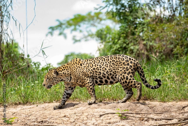 Fototapeta Panthera Onca in the Brazilian pantanal 