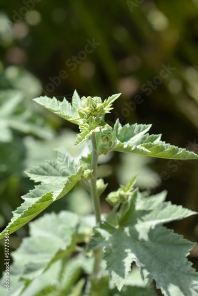 Fototapeta Common marsh mallow