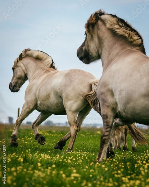 Obraz Two Fjord horses running through the field with blue skies