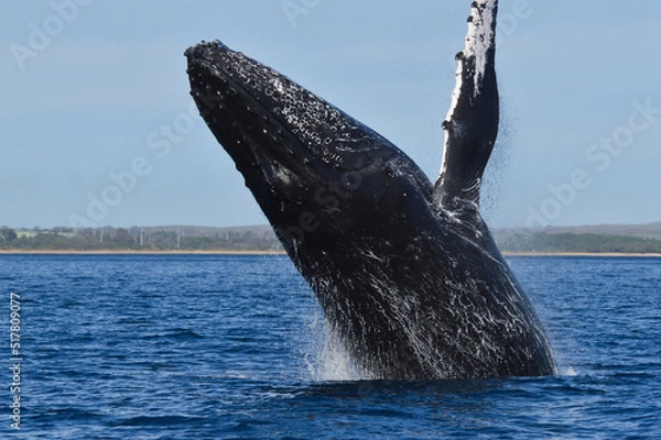 Fototapeta Humpback Whale